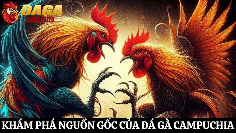 Đá gà Campuchia – Những bí mật ít người biết