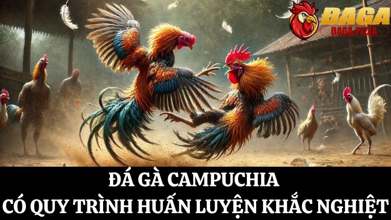 Đá gà Campuchia – Những bí mật ít người biết về quy trình huấn luyện 