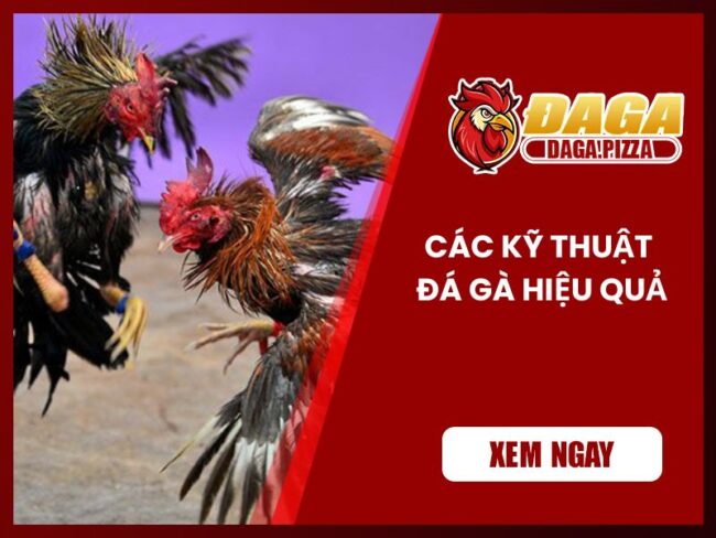 Các kỹ thuật đá gà hiệu quả