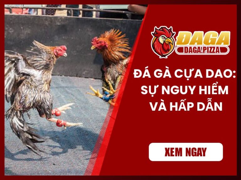 Đá gà cựa dao: Sự nguy hiểm và hấp dẫn