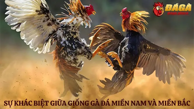 Đá gà miền Nam và miền Bắc: Sự khác biệt về giống gà