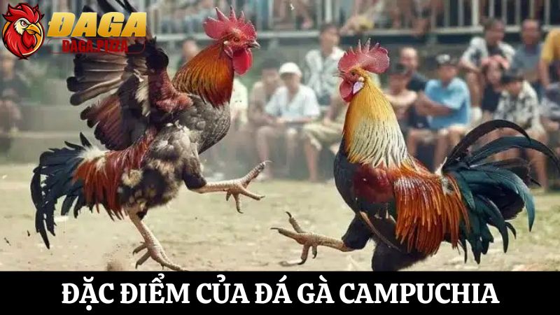 tìm hiểu Đá gà ở Campuchia: Đặc điểm và sự phát triển
