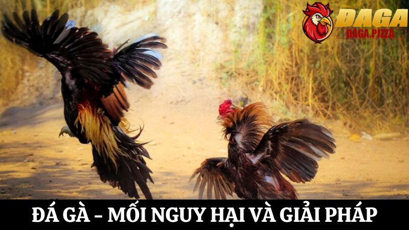 Đá gà – Mối nguy hại và giải pháp khắc phục 