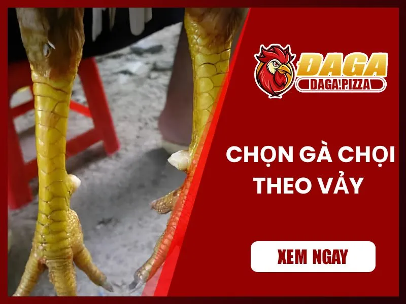 Kinh nghiệm chọn gà đá hay qua vảy chân