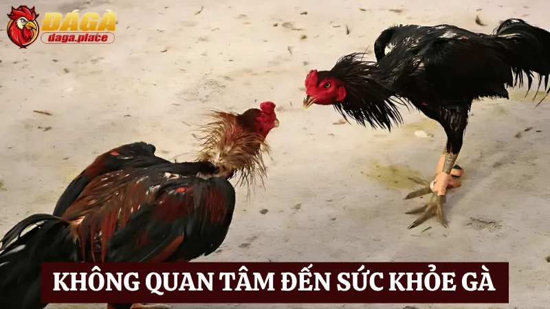 Một trong những sai lầm thường gặp khi nuôi gà đá là không quan tâm sức khỏe gà