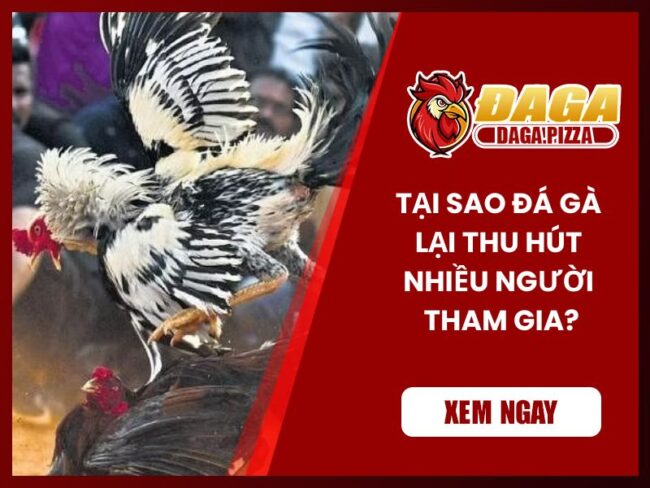 Tại sao đá gà lại thu hút nhiều người tham gia