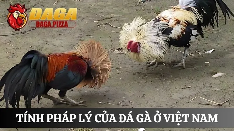 Tính pháp lý của đá gà ở Việt Nam