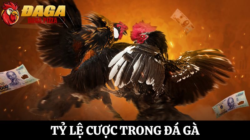 tỷ lệ cược trong đá gà