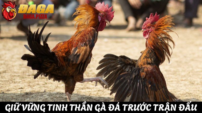 Chăm sóc sức khỏe cho gà đá trước trận đấu hiệu quả