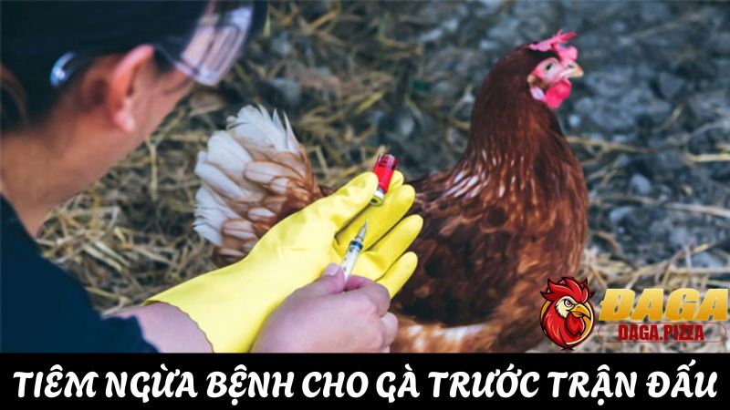 Chăm sóc sức khỏe cho gà đá trước trận đấu, phòng ngừa bệnh tật
