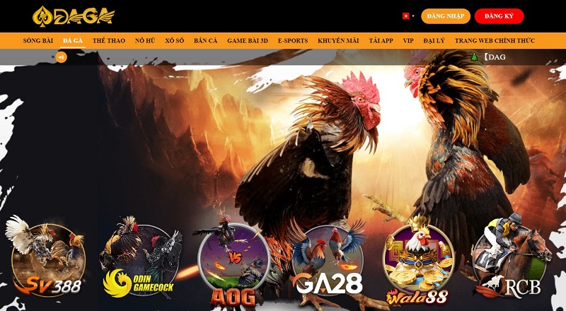 Daga ⭐️ Nhà Cái Daga UK.COM Đá Gà Trực Tiếp Uy Tín 2026 Đá gà Daga